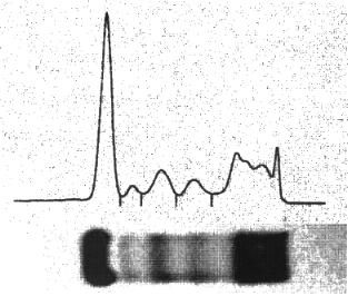 �f���V�g�O�����ƃU�C���O����