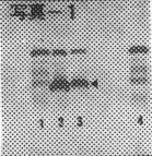 �U�C���O����