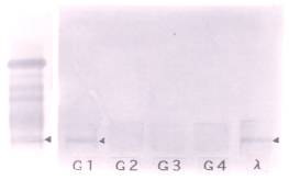 �T�u�N���X����